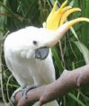 /album/cacatua/cacatua-6-jpg/